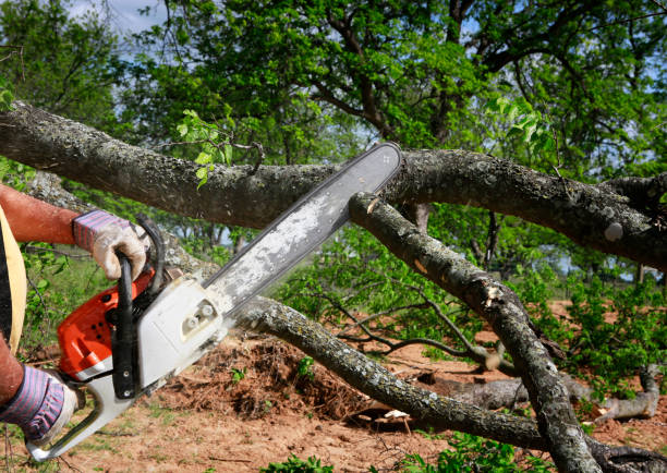 Reliable Hearne, TX Tree Services Solutions